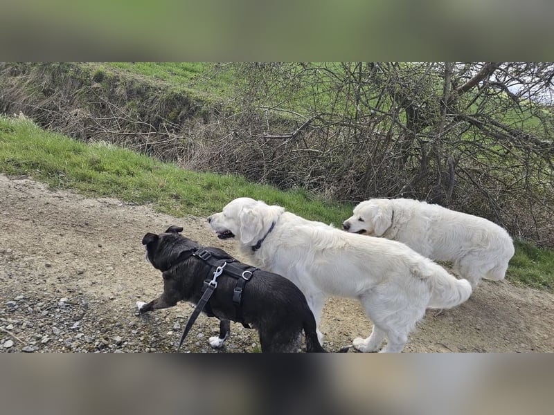 Blacky - freundlich, sehr menschenbezogen und verträglich