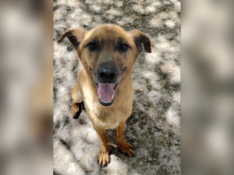 Pepe - fast verhungert und wieder zurück im Leben
