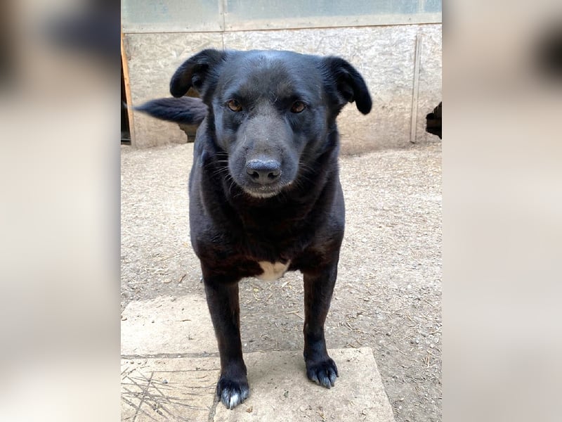 Percy - sanftmütig und verträglich, ein wenig schüchtern