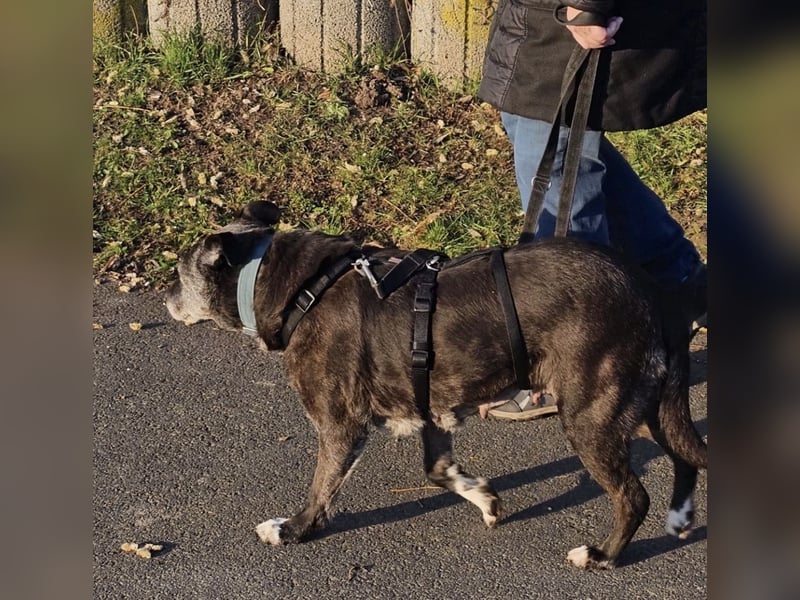 Blacky - freundlich, sehr menschenbezogen und verträglich