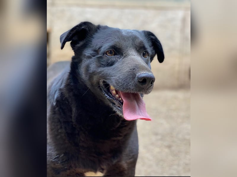 Percy - sanftmütig und verträglich, ein wenig schüchtern