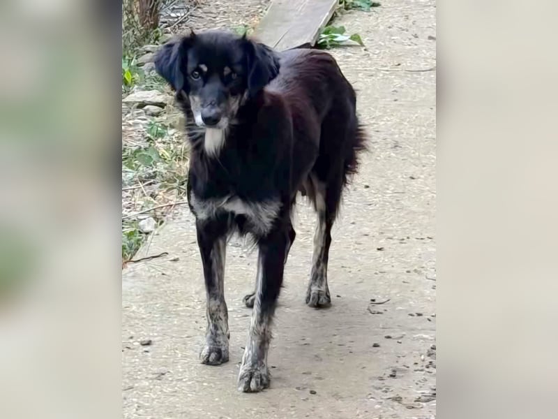 Tobi - freundlich und verspielt