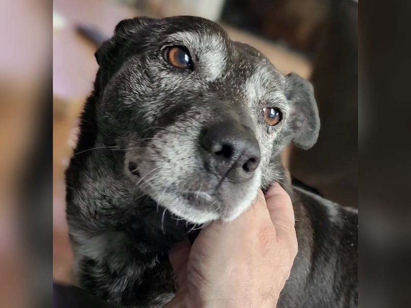 Blacky - freundlich, sehr menschenbezogen und verträglich