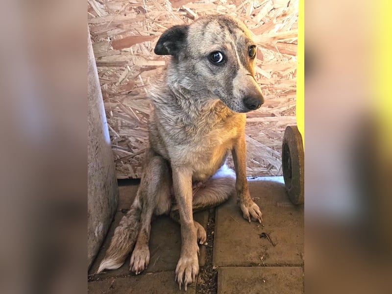 Layla - lieb, zart und noch schüchtern