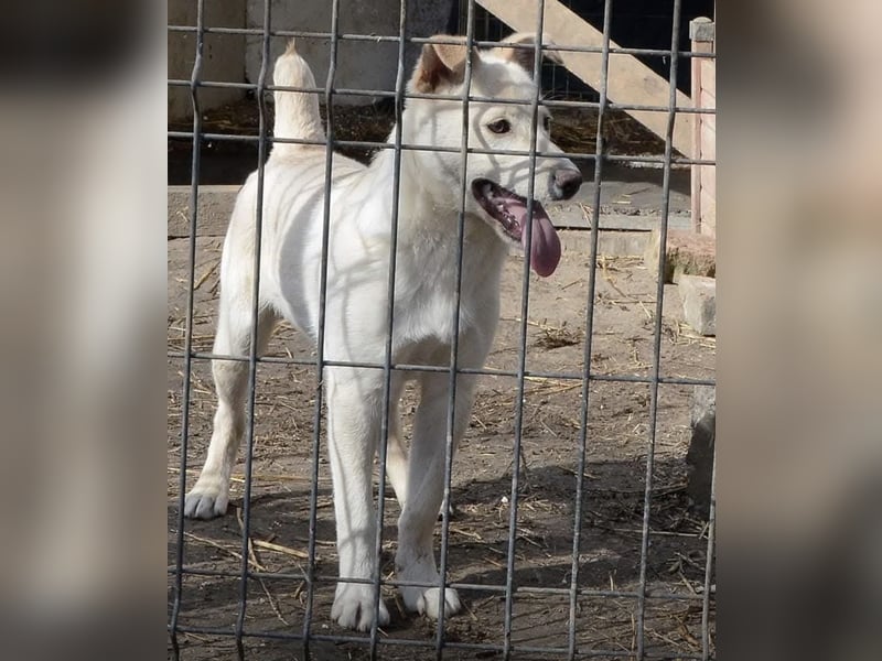 Milo - liebevolles und freundliches Energiebündel!