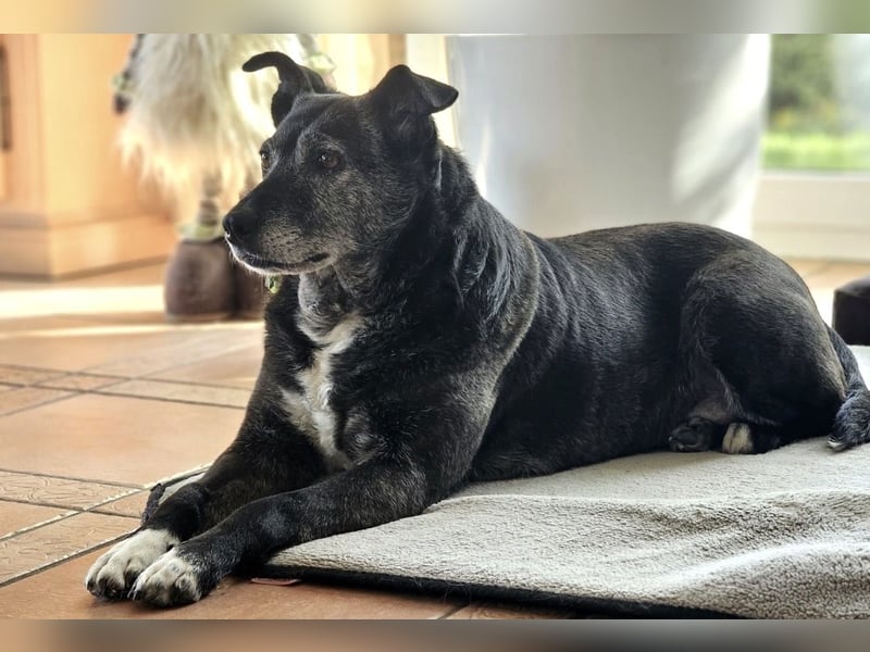 Blacky - freundlich, sehr menschenbezogen und verträglich