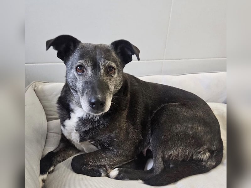 Blacky - freundlich, sehr menschenbezogen und verträglich