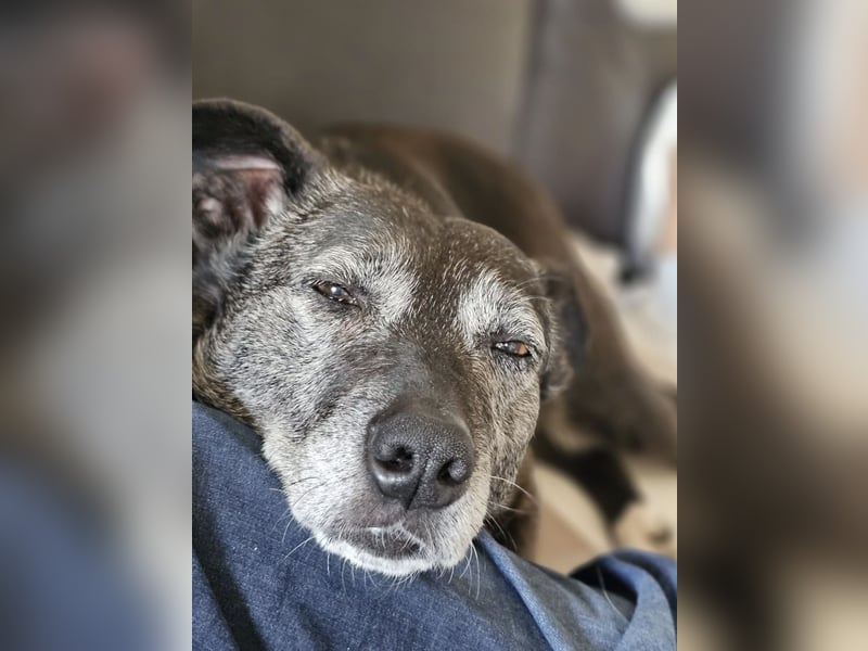 Blacky - freundlich, sehr menschenbezogen und verträglich