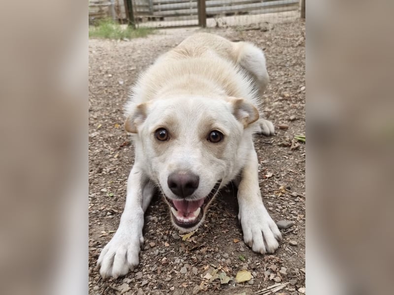 Milo - liebevolles und freundliches Energiebündel!
