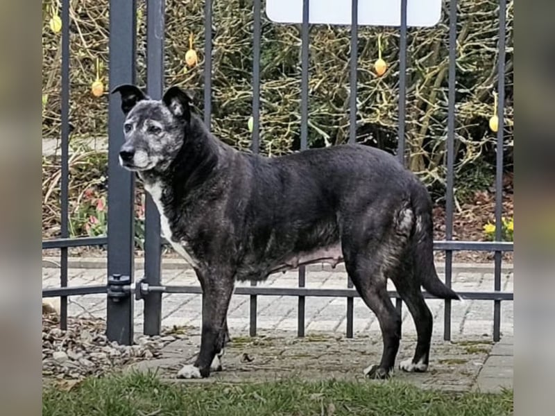 Blacky - freundlich, sehr menschenbezogen und verträglich