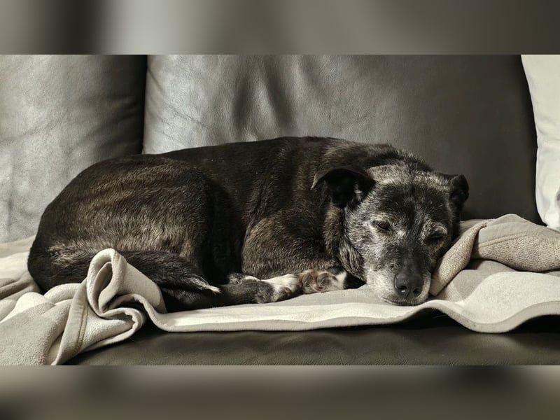 Blacky - freundlich, sehr menschenbezogen und verträglich