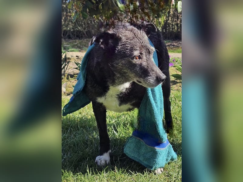 Blacky - freundlich, sehr menschenbezogen und verträglich