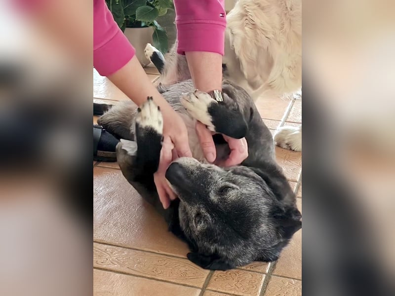 Blacky - freundlich, sehr menschenbezogen und verträglich