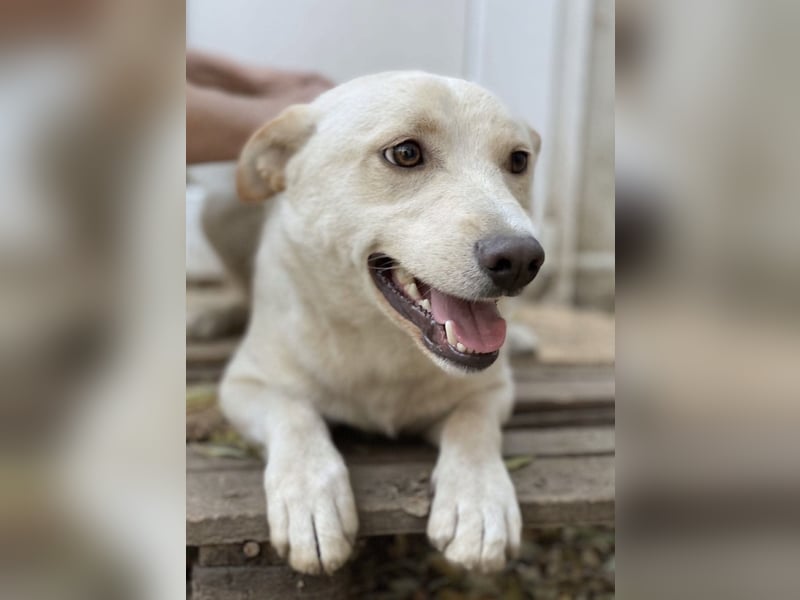 Milo - liebevolles und freundliches Energiebündel!