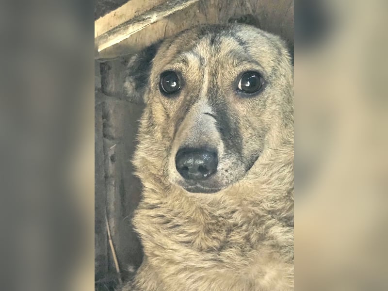 Layla - lieb, zart und noch schüchtern