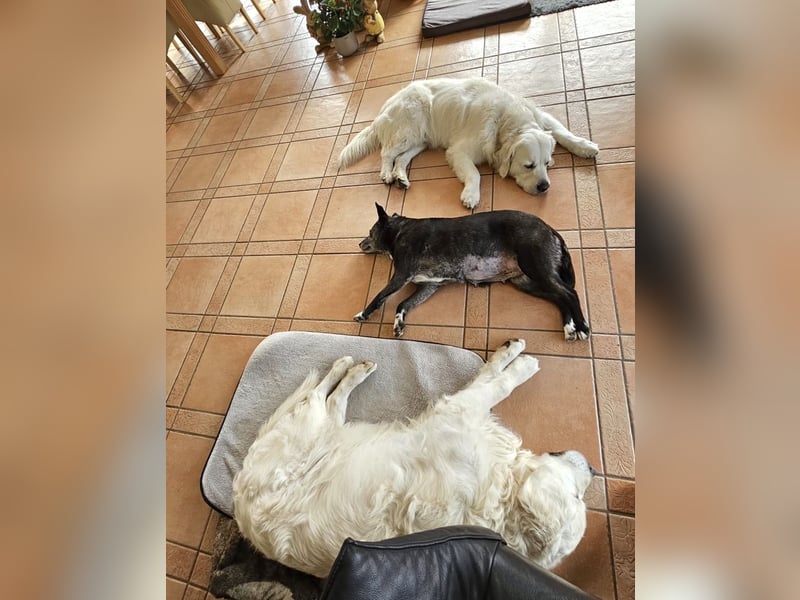 Blacky - freundlich, sehr menschenbezogen und verträglich