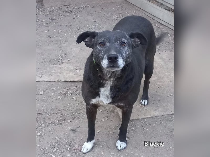 Blacky - freundlich, sehr menschenbezogen und verträglich