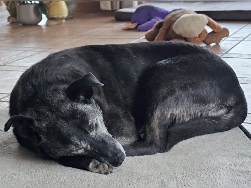 Blacky - freundlich, sehr menschenbezogen und verträglich