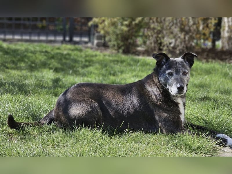 Blacky - freundlich, sehr menschenbezogen und verträglich