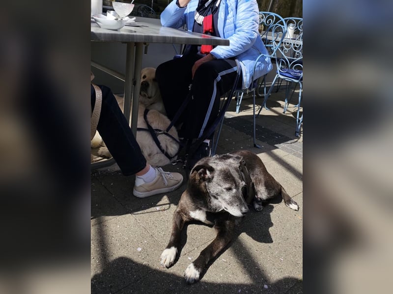 Blacky - freundlich, sehr menschenbezogen und verträglich