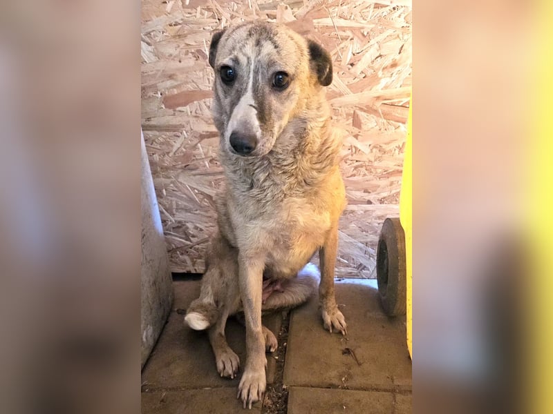 Layla - lieb, zart und noch schüchtern
