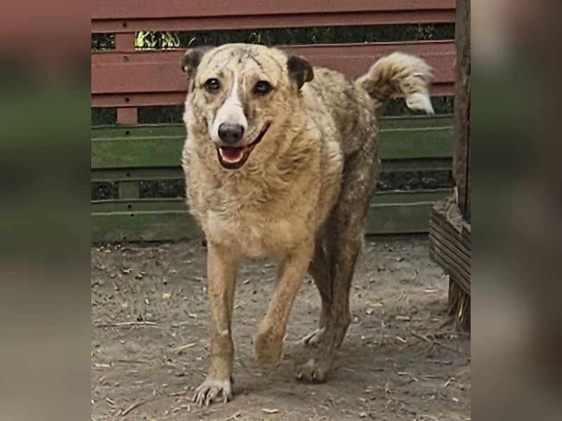 Layla - lieb, zart und noch schüchtern