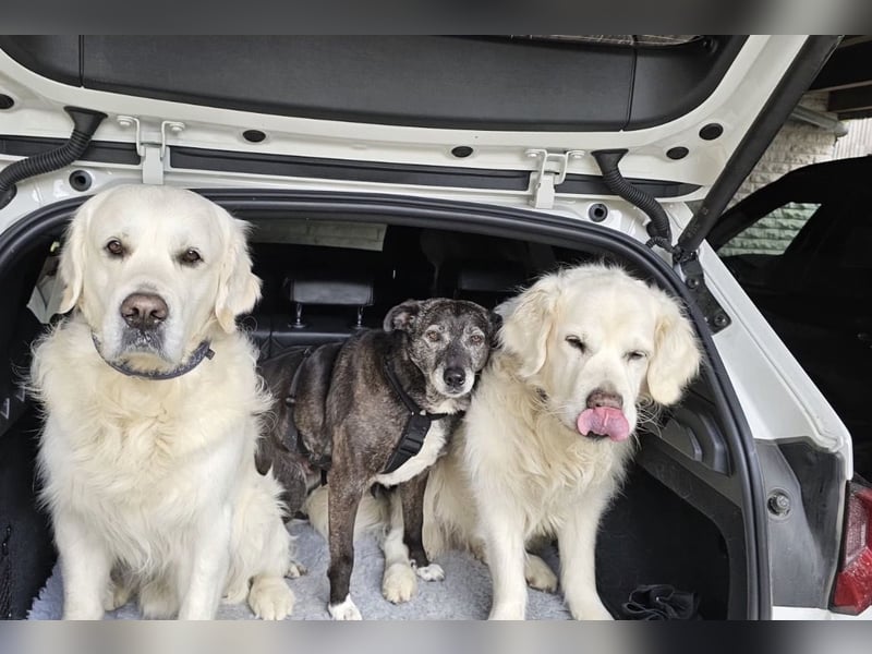 Blacky - freundlich, sehr menschenbezogen und verträglich