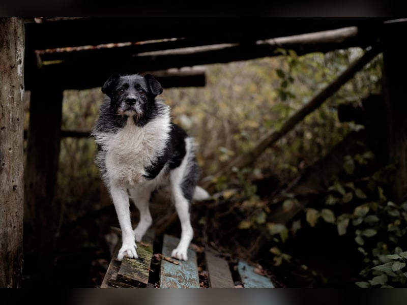 Süßer Handicap-Rüde Ben sucht Zuhause