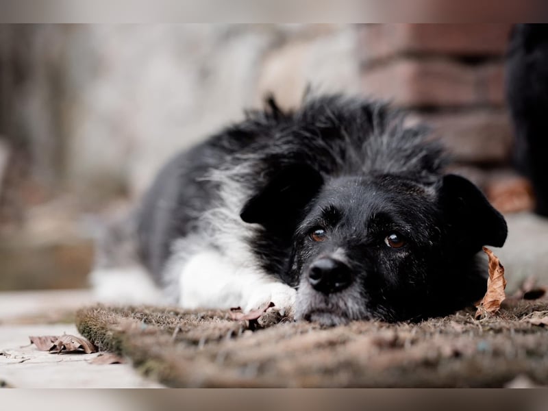 Süßer Handicap-Rüde Ben sucht Zuhause