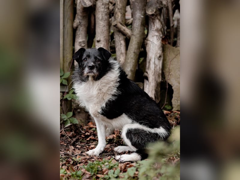 Süßer Handicap-Rüde Ben sucht Zuhause