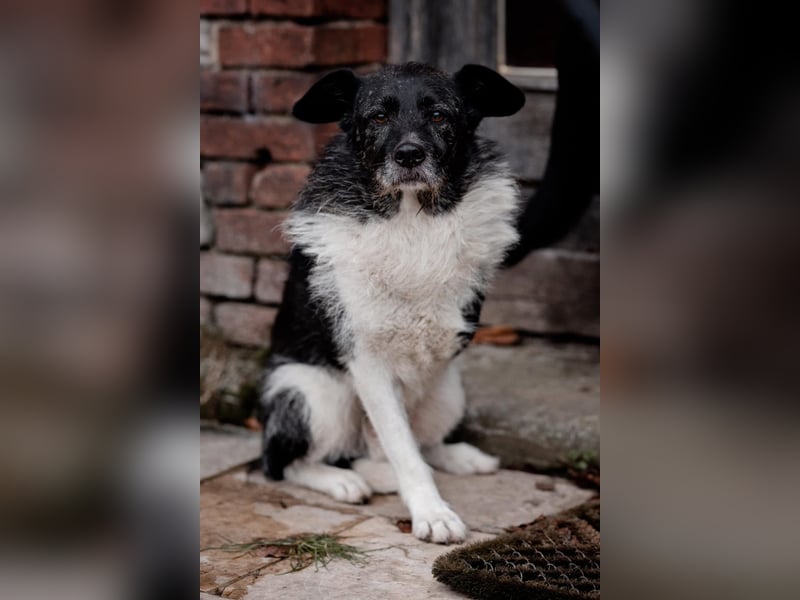 Süßer Handicap-Rüde Ben sucht Zuhause