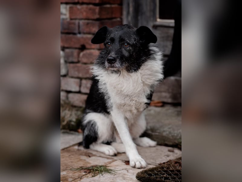 Süßer Handicap-Rüde Ben sucht Zuhause