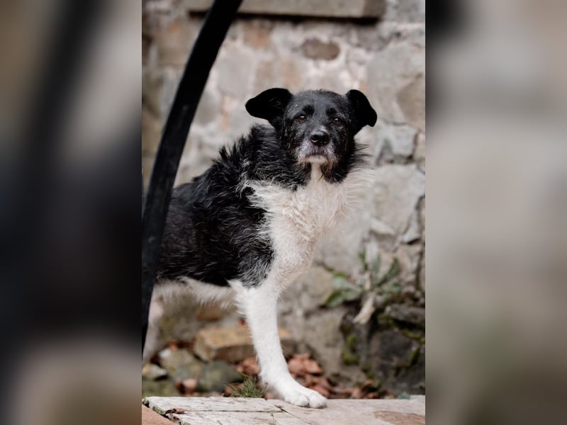 Süßer Handicap-Rüde Ben sucht Zuhause