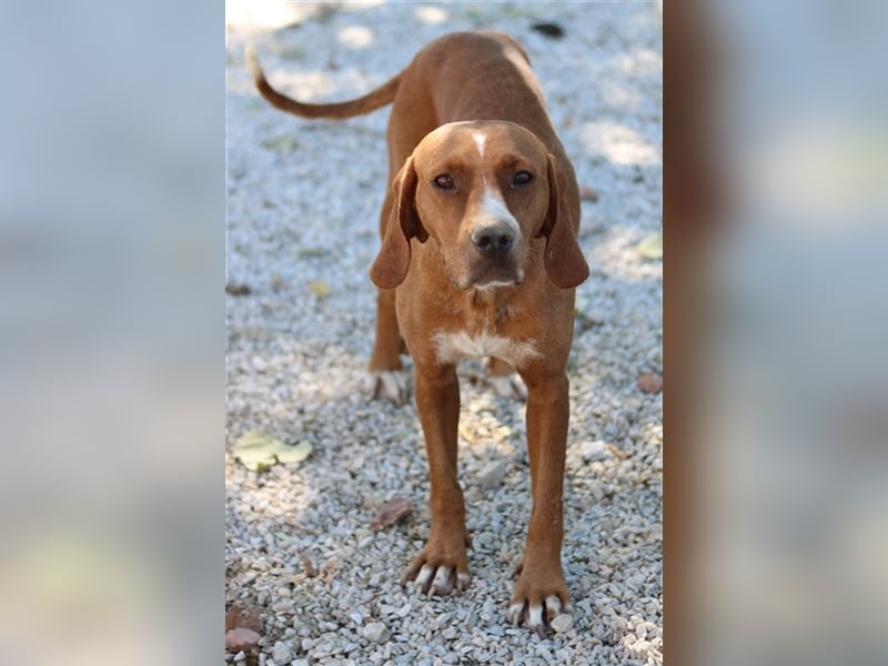 Elma, geb. ca. 03/2021, lebt in GRIECHENLAND, im städt. Tierheim Serres