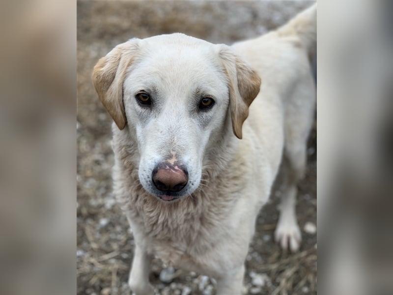 Aragorn, geb. ca. 11/2017, lebt in GRIECHENLAND, im städt. Tierheim Serres