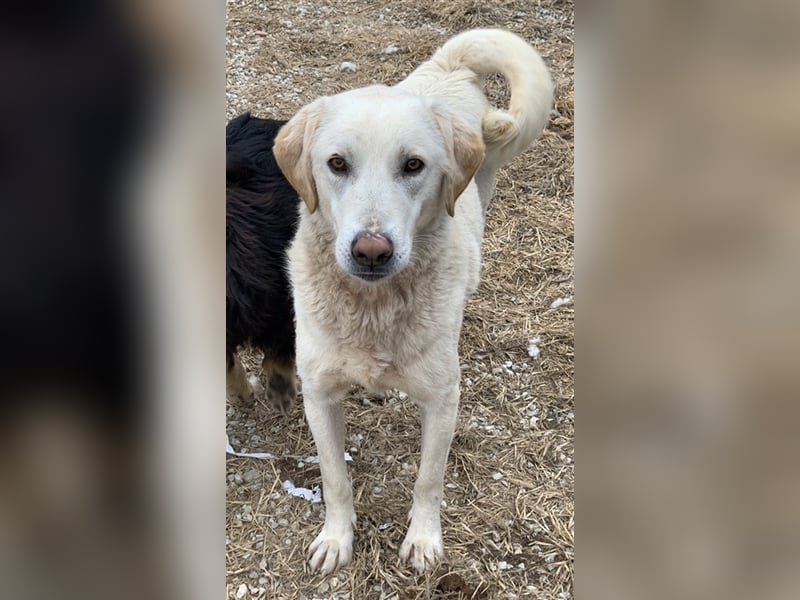 Aragorn, geb. ca. 11/2017, lebt in GRIECHENLAND, im städt. Tierheim Serres