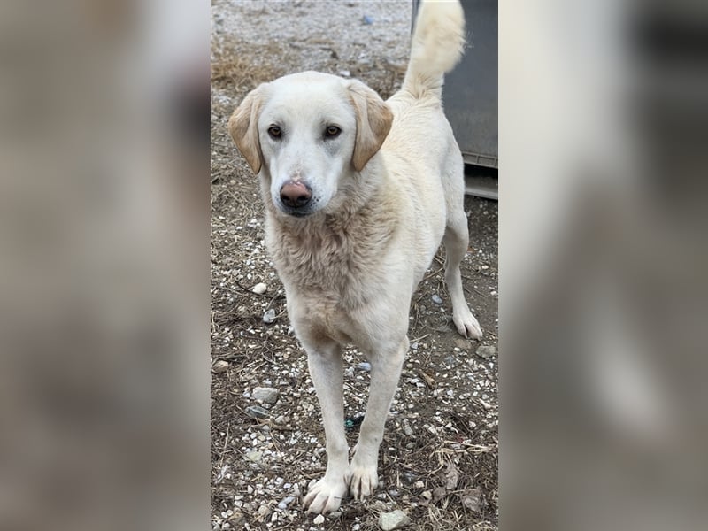Aragorn, geb. ca. 11/2017, lebt in GRIECHENLAND, im städt. Tierheim Serres