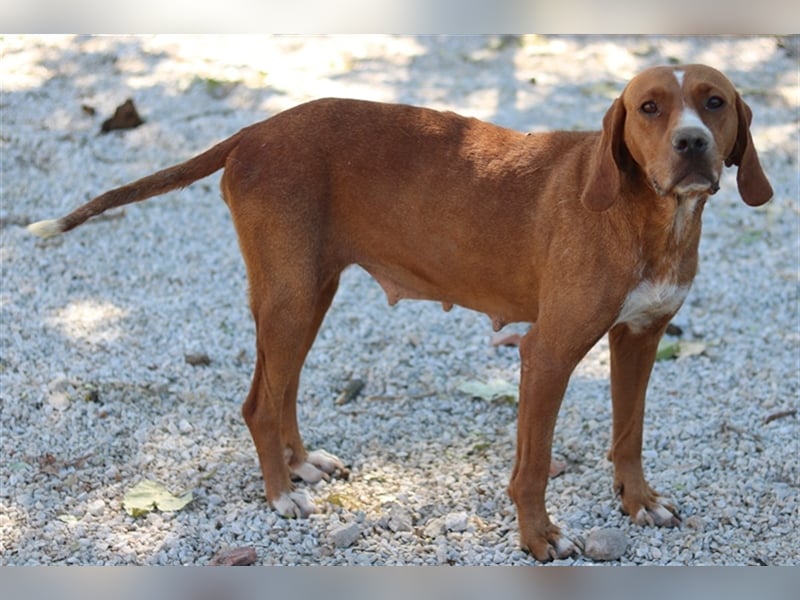 Elma, geb. ca. 03/2021, lebt in GRIECHENLAND, im städt. Tierheim Serres