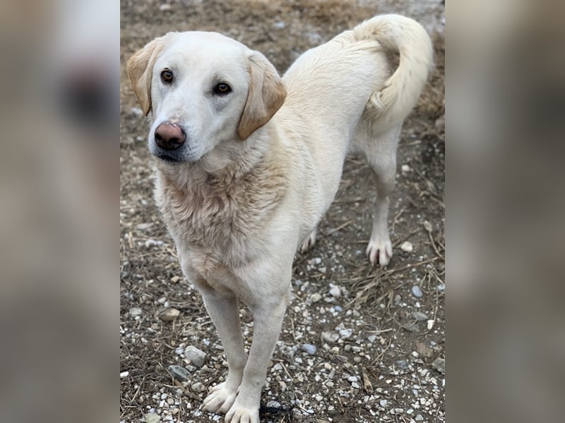 Aragorn, geb. ca. 11/2017, lebt in GRIECHENLAND, im städt. Tierheim Serres