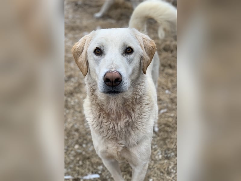 Aragorn, geb. ca. 11/2017, lebt in GRIECHENLAND, im städt. Tierheim Serres
