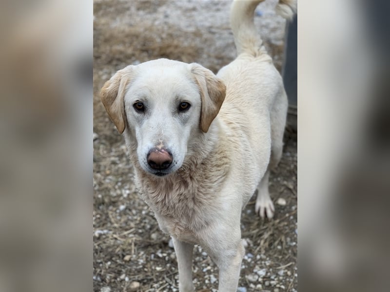 Aragorn, geb. ca. 11/2017, lebt in GRIECHENLAND, im städt. Tierheim Serres