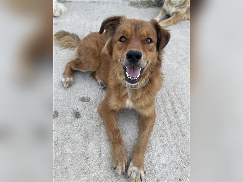 April, geb. ca. 06/2021, lebt in GRIECHENLAND, im städt. Tierheim Serres