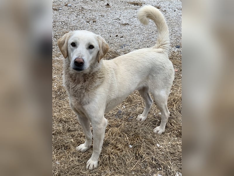 Aragorn, geb. ca. 11/2017, lebt in GRIECHENLAND, im städt. Tierheim Serres