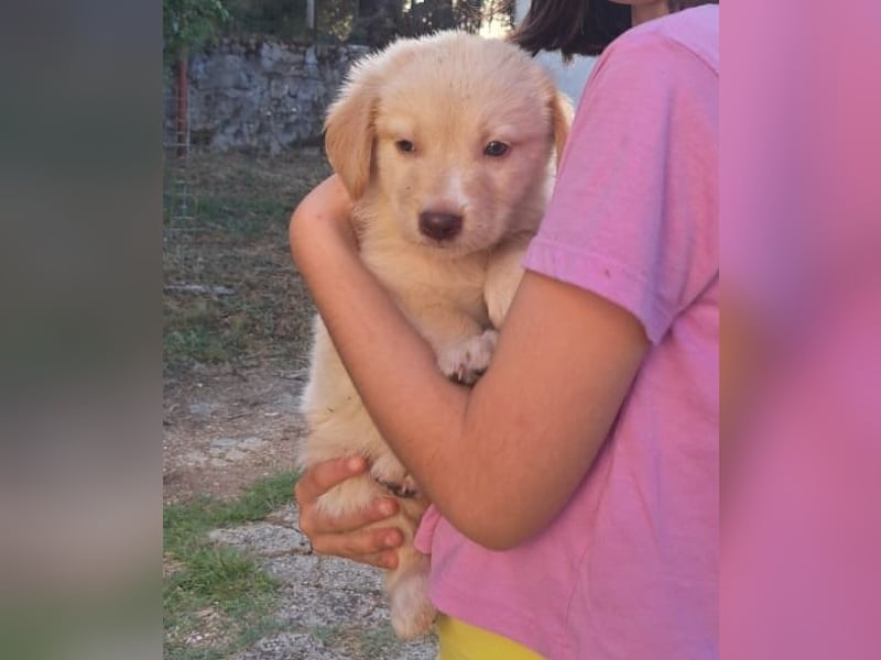 Fluffy-Boo, geb. ca. 04/2026, lebt in GRIECHENLAND, auf einer privaten Pflegestelle