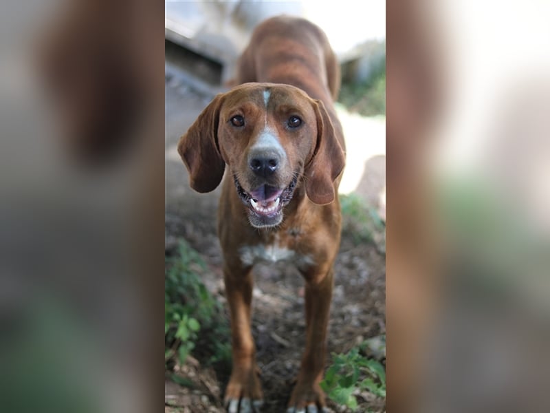 Elma, geb. ca. 03/2021, lebt in GRIECHENLAND, im städt. Tierheim Serres