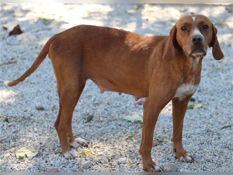 Elma, geb. ca. 03/2021, lebt in GRIECHENLAND, im städt. Tierheim Serres