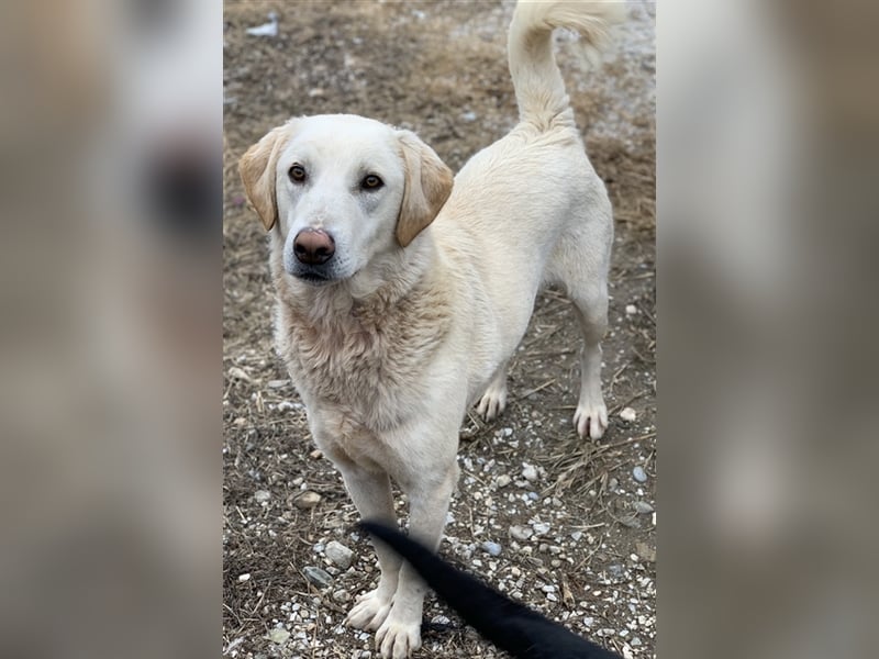 Aragorn, geb. ca. 11/2017, lebt in GRIECHENLAND, im städt. Tierheim Serres