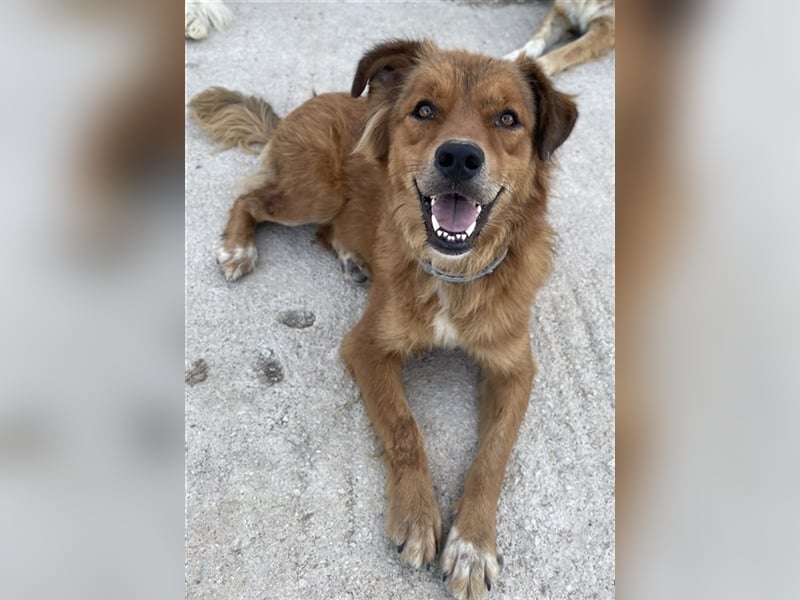 April, geb. ca. 06/2021, lebt in GRIECHENLAND, im städt. Tierheim Serres
