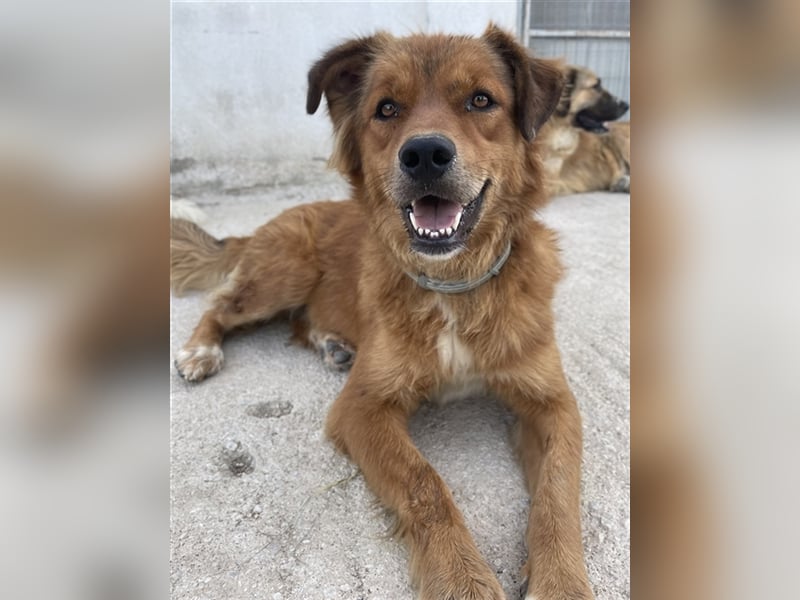 April, geb. ca. 06/2021, lebt in GRIECHENLAND, im städt. Tierheim Serres