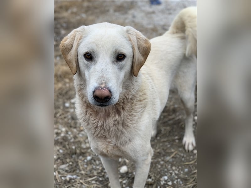 Aragorn, geb. ca. 11/2017, lebt in GRIECHENLAND, im städt. Tierheim Serres